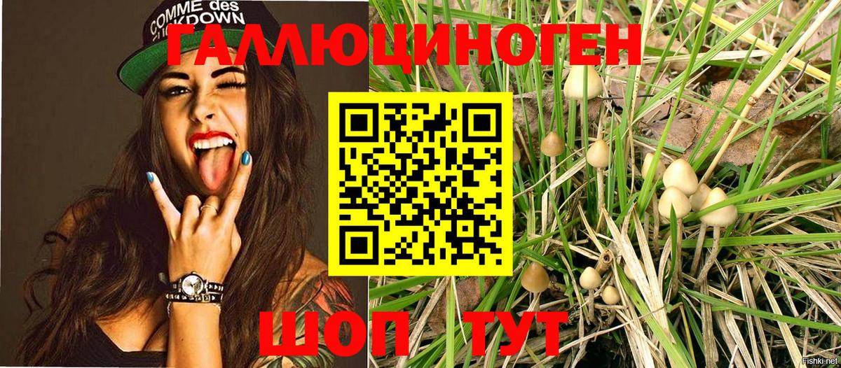 Псилоцибиновые грибы Psilocybe Нововоронеж