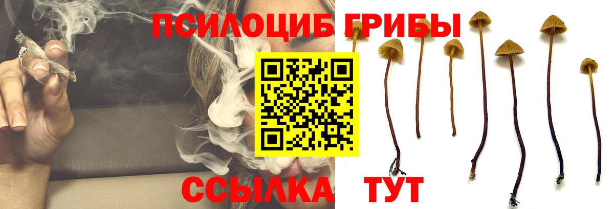 Псилоцибиновые грибы Cubensis  Вход с VPN  где найти наркотики  Псилоцибиновые грибы Psilocybe  Нововоронеж 